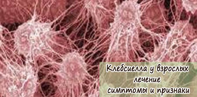 Болезнь клебсиелла: лечение у взрослых, симптомы и признаки - Все для ...