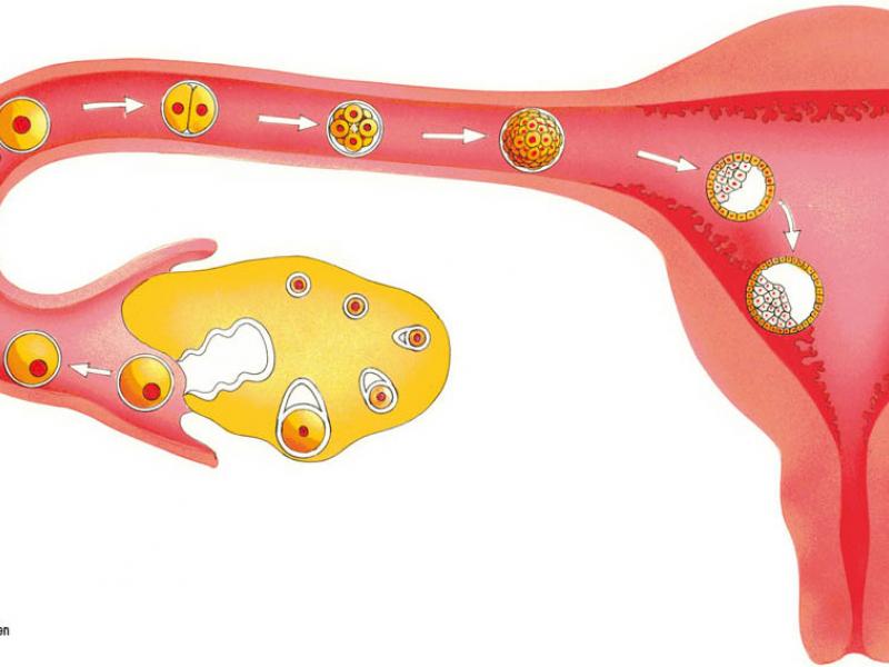 Как происходит овуляция, и что влияет на её наступление